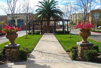 Tree and flower pots along a walkway