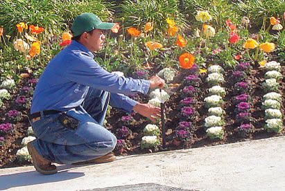 Maintaining flower beds